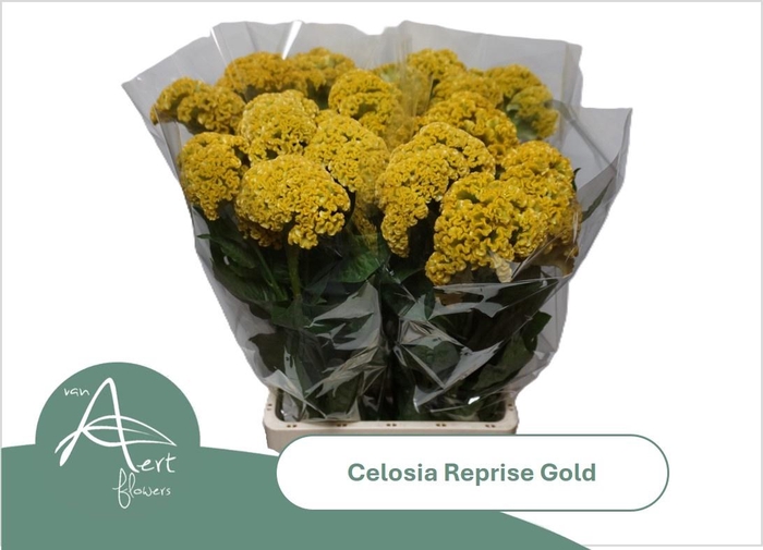 <h4>CEL C REPRISE GOLD</h4>