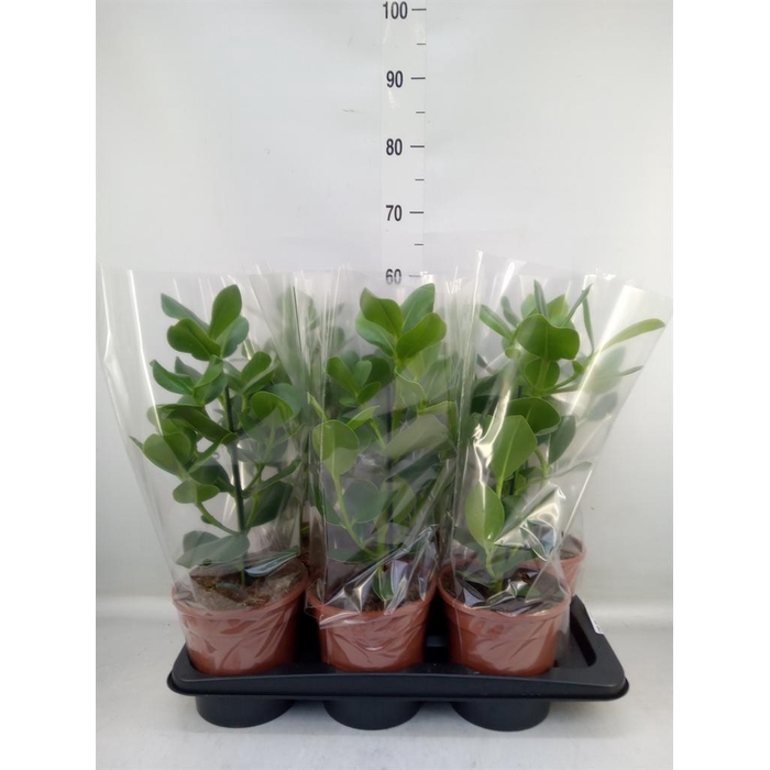 <h4>Clusia rosea 'Princess'</h4>