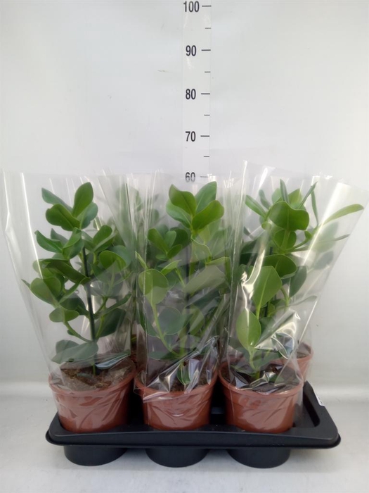 Clusia rosea 'Princess'