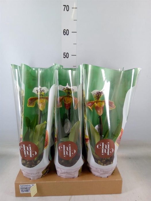 <h4>Paphiopedilum  'Amerikaanse hybrid'</h4>