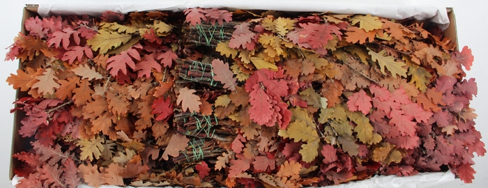 <h4>PF OAK LEAFS BS 150GR</h4>