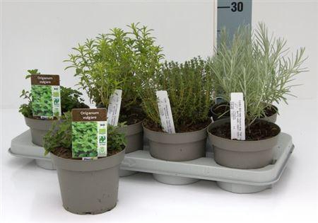 <h4>Tuinkruiden Gem</h4>