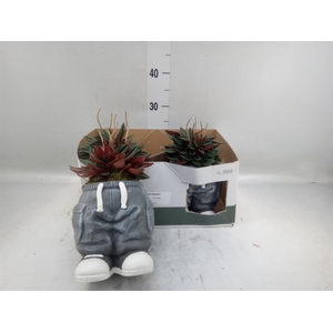 Arr.   Kamerplant Groen L%