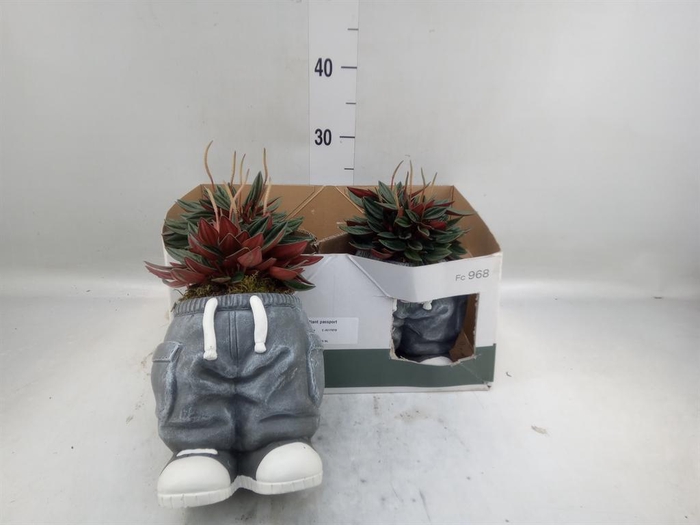 <h4>Arr.   Kamerplant Groen L%</h4>