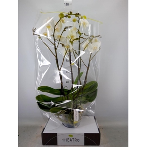 Phalaenopsis   ...white