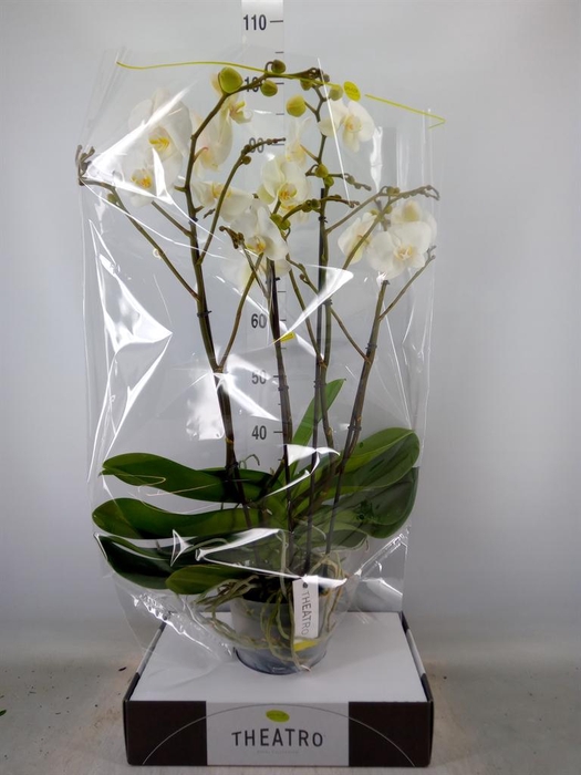 <h4>Phalaenopsis   ...white</h4>