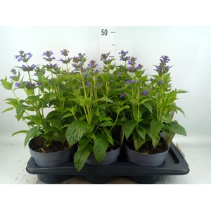Nepeta  'Neptune'