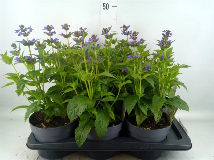 <h4>Nepeta  'Neptune'</h4>