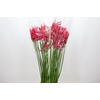 Nerine Desi