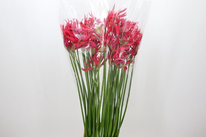 Nerine Desi