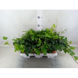 Hedera helix 'Mein Herz'