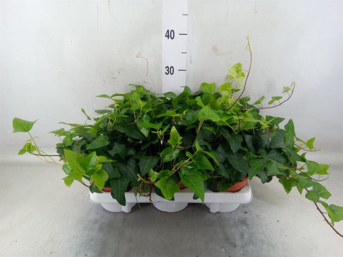 <h4>Hedera helix 'Mein Herz'</h4>