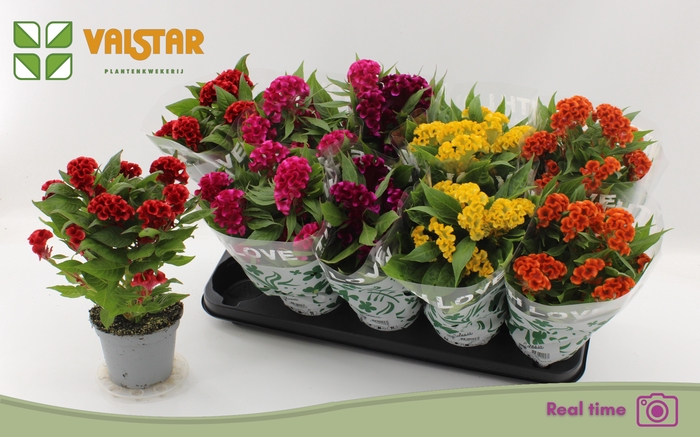 <h4>CEL CR TWIST GEM</h4>