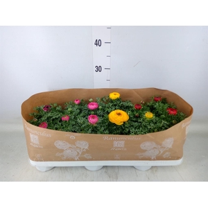 Ranunculus  'Sprinkles'