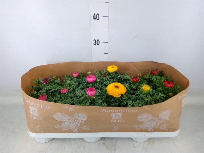 <h4>Ranunculus  'Sprinkles'</h4>