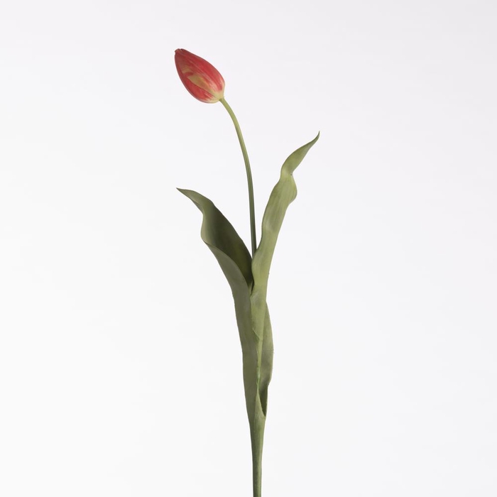 AF Tulip L69cm Red