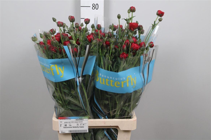 <h4>Ran Butterfly Hades</h4>