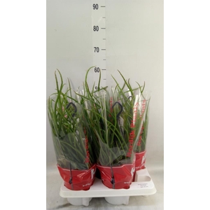 Rhipsalis   ...