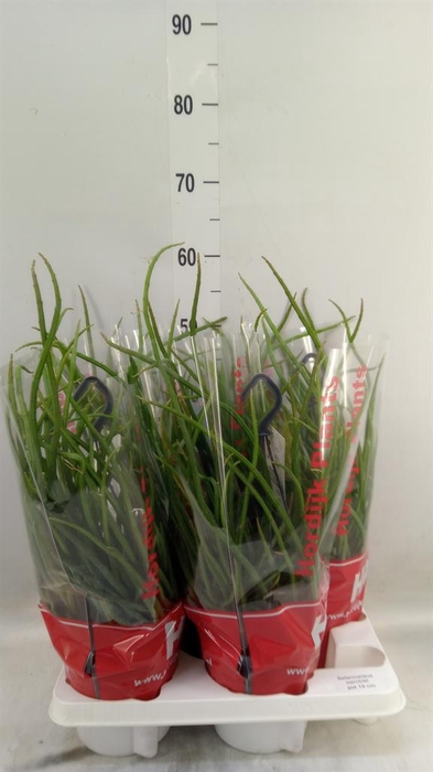 <h4>Rhipsalis ...</h4>