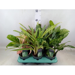 Aglaonema   ...