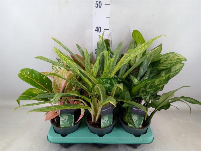<h4>Aglaonema   ...</h4>