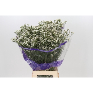Limonium White Activa