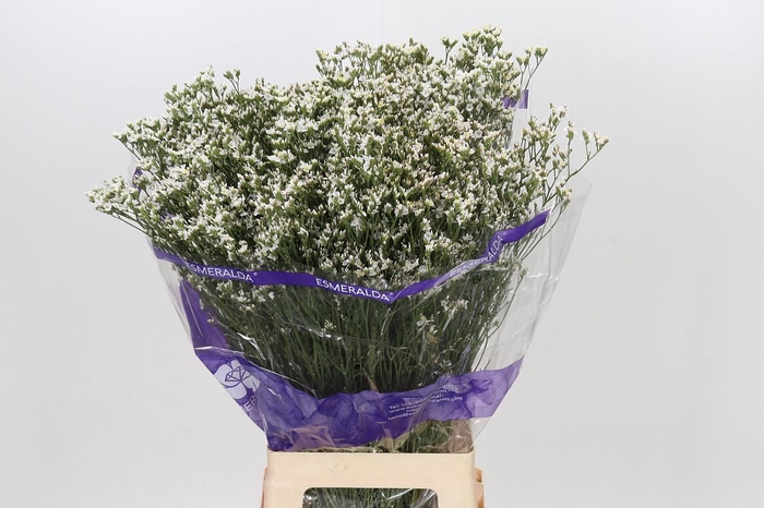 <h4>Limonium White Activa</h4>