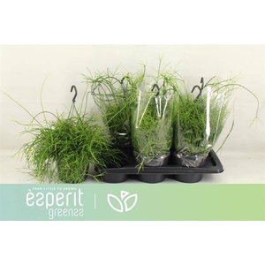 Rhipsalis cassutha Cassera (Cites) 17Ø 25cm