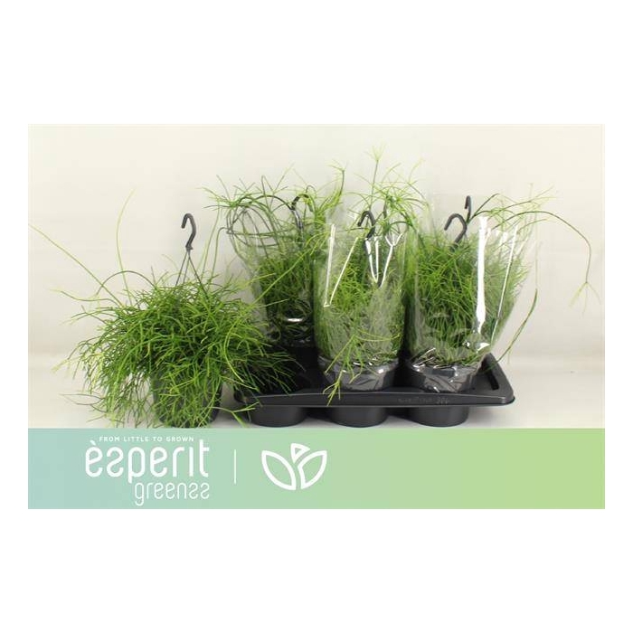 <h4>Rhipsalis cassutha Cassera (Cites) 17Ø 25cm</h4>