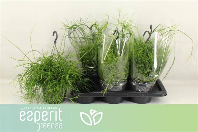 Rhipsalis cassutha Cassera (Cites) 17Ø 25cm