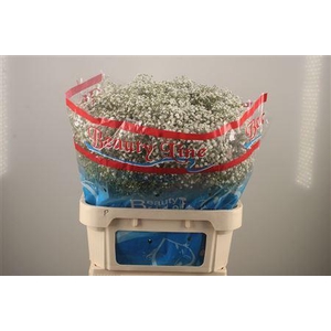 Gyps Pa Beauty Bride