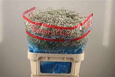 <h4>Gyps Pa Beauty Bride</h4>