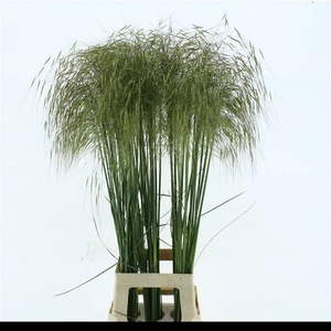 STIPA GIGANTEA