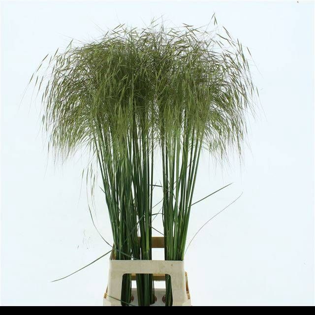 <h4>STIPA GIGANTEA</h4>