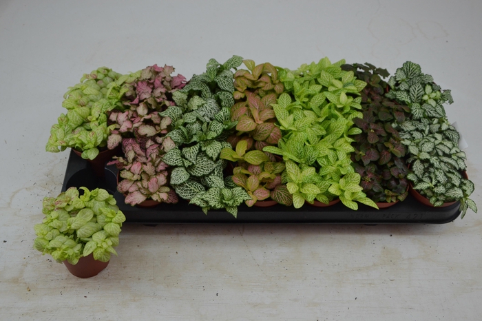 <h4>FITT GEM 7 KL</h4>