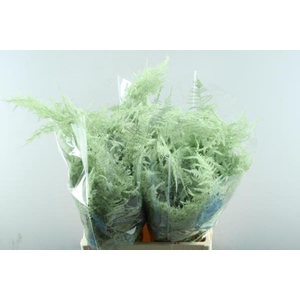 Asp Extra Veer Mint Groen