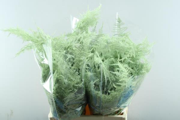 <h4>Asp Extra Veer Mint Groen</h4>