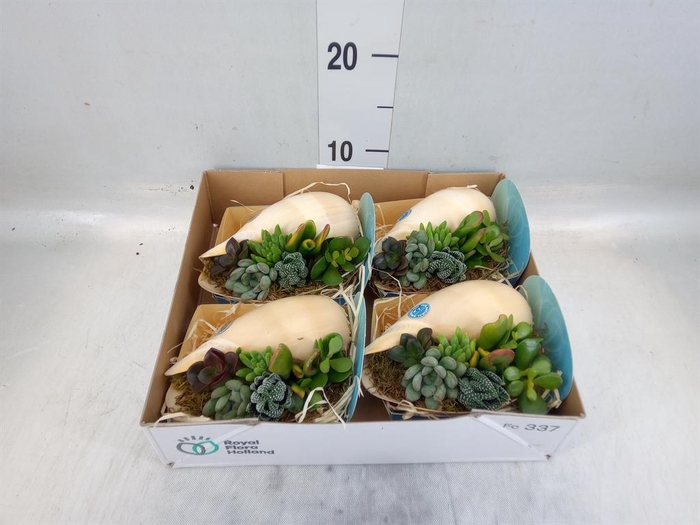 <h4>Planten  ..in schelp L%</h4>