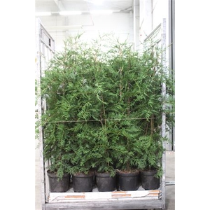 Cupr Leylandii Outdoor # Sale #