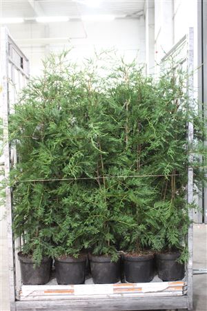 <h4>Cupr Leylandii Outdoor # Sale #</h4>