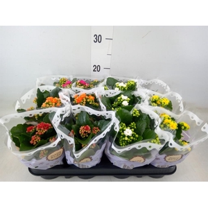 Kalanchoe blos.   ..rosebud mix  5