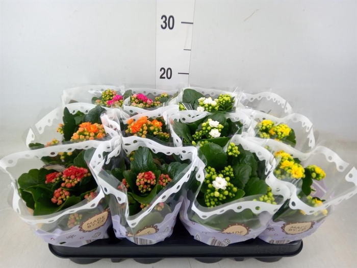 <h4>Kalanchoe blos. ..rosebud mix 5</h4>