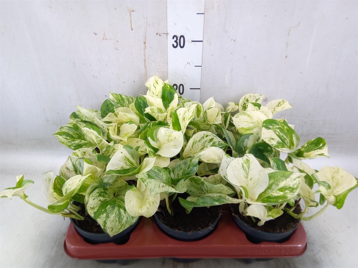 <h4>Epipremnum pinn. 'Happy Leaf'</h4>