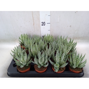 Aloe humilis