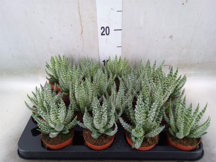 <h4>Aloe humilis</h4>