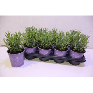 arr8 Lavan An Munstead