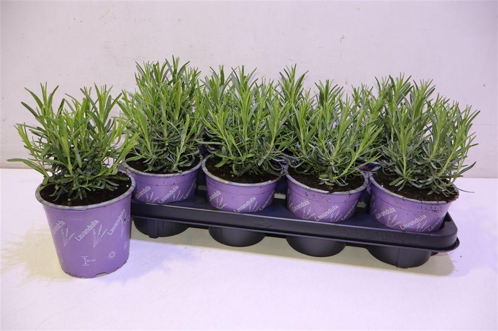 <h4>arr8 Lavan An Munstead</h4>