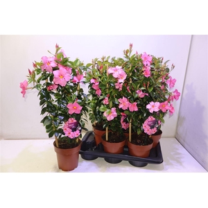 Mande Di Opa Fu Flam