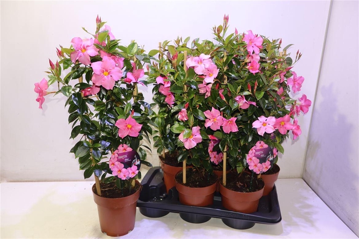 <h4>Mande Di Opa Fu Flam</h4>