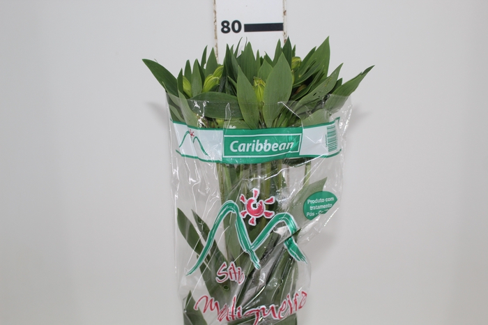 ALSTROEMERIA CARIBBEAN 080 CM